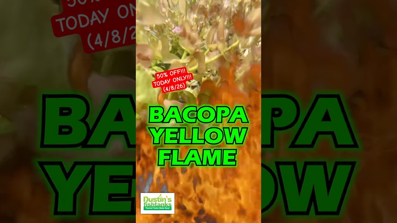 Video thumbnail for 🚨 50% OFF 🚨Bacopa Caroliniana ‘Yellow flame’ (GOLDFISH PROOF!) TODAY ONLY (4/8/26)