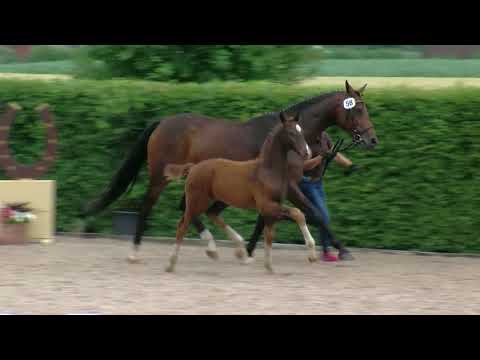 Hf v Sensation x Contendro x Carabas 2018