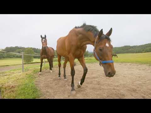 Paragan Horseboxes & Josef Váňa Jr. - A new horsebox handover