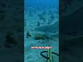 Feeding Invasive Lionfish To A Lemon Shark Sharkattack Spearfishing Invasiveremoval