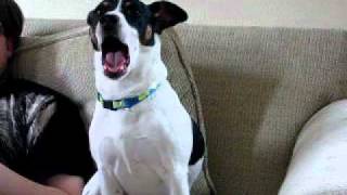 Boris The Rat Terrier Howling