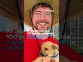 Rescata Mr. Beast a 100 perros callejeros