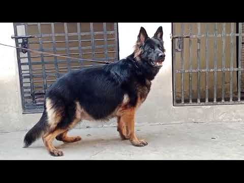 German shepherd female