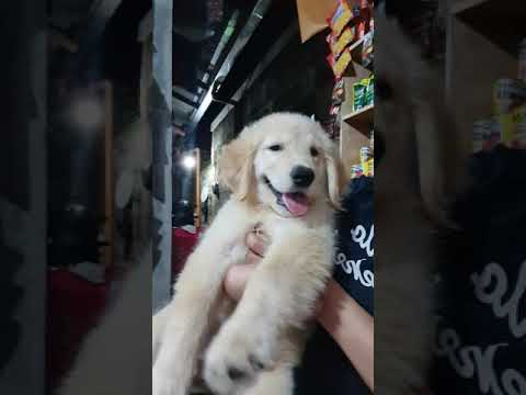 Keera the Golden Retriever 🥰