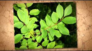 INCREDIBLE! Pictures of Poison Ivy, Oak & Sumac by Allstop