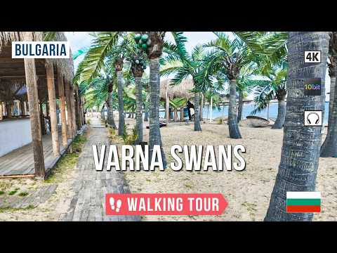 Varna Winter Walk 2026 🦢 Coastal Alley & Beautiful Swans