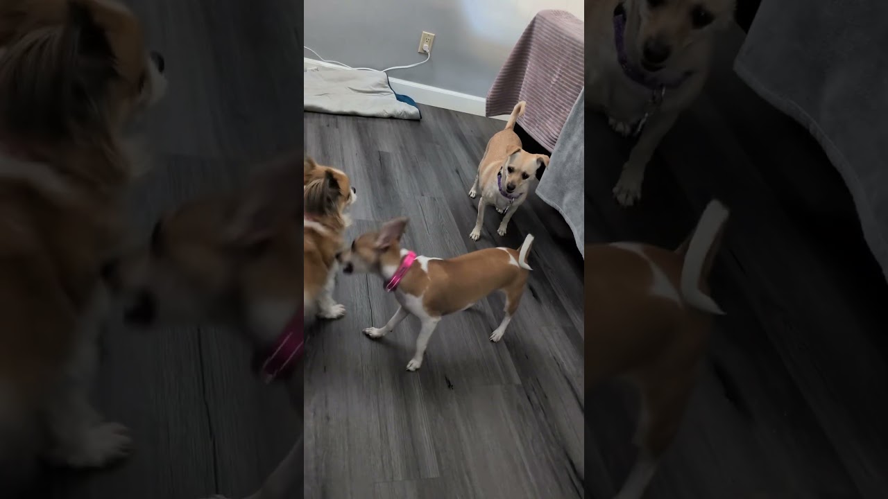 Enlarge Fabio, a Adoptable Pekingese in Fresno, CA video 2/6