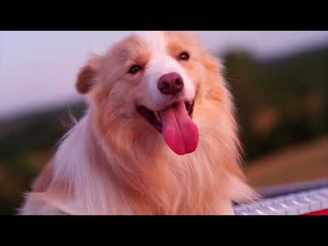 Сухой корм для щенков всех пород Taste of the Wild Pacific Stream Puppy с копченым лососем 2 кг (2582-HT18) - фото 1 - id-p1862399964