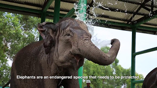 Protecting the endangered Sumatran Elephant