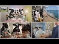 Best Godaddy Commercials Top 7 Most Hilarious Cows In Melkunie Milk Commercials