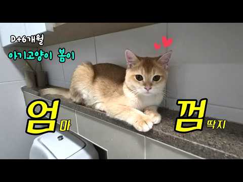 6개월 아기고양이 브이로그 ㅣ 엄마 껌딱지 고양이 ㅣ 고양이 자동 장난감 ㅣ 고양이랑 사냥놀이 ㅣ 화장실 지키는 고양이