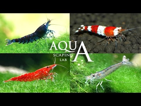 Aquascaping Lab - Neo Caridina & Japonica Amano Shrimp info / Caridina eteropoda e multidentata