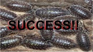 Isopod Breeding Update- SUCCESS!!