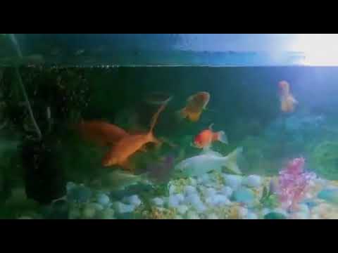 Big GIANT SHARK Koi Baby Turtle Guppies Frog Goldfish Carp Eel Fish Video
