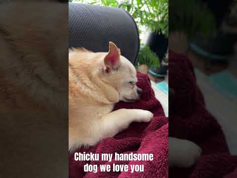 Chicku my dog, we love ❤️ him so much