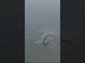 Video Thumbnail for Strange Northern Pike Reaction ?