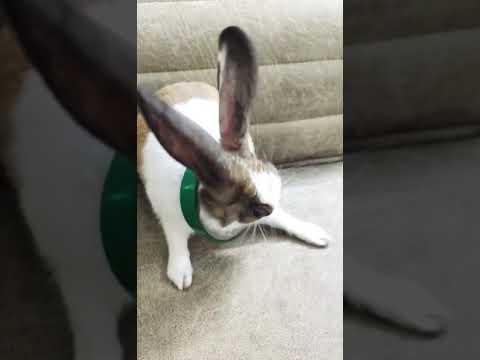 🫣🤫🤭#youtubeshorts #entertainment #animals #funny