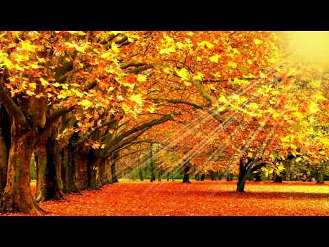 Футаж Осень Листья Солнце