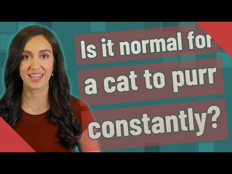 Is it normal for a cat to purr constantly?