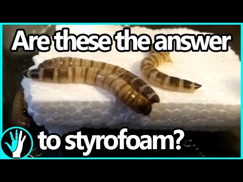 Break down styrofoam in days instead of hundreds of years.