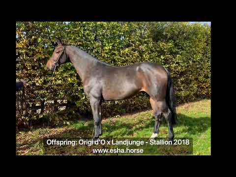 Offspring: Origi d'O x Landjunge