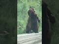 BEST BEAR SUIT PRANK! 🤣