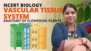 Vascular tissue system | Class 11 Biology | Anatomy of flowering plants | NCERT