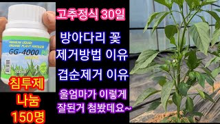 고추심기,정식한지 30일 울엄마가 이런고추 첨이래요~ 고추심는 시기,방법,방아다리및 겹순제거 주말농장,텃밭