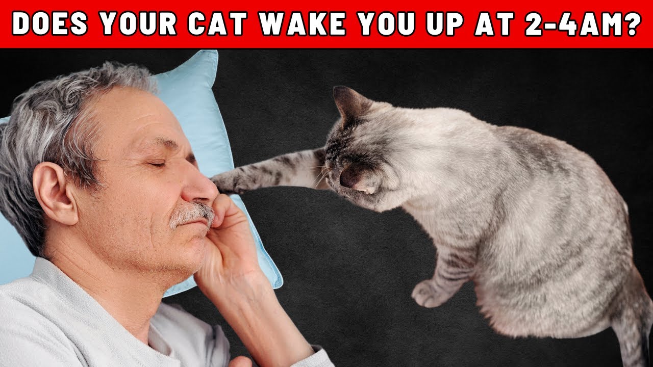 Does Your Cat Often Wake You Up Between 2-4 AM? Here Is What It Means