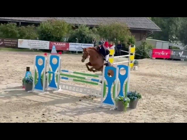 Jument de sport &agrave; vendre: Guarana Bo Regard