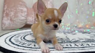 チワワ（スムース）の動画01