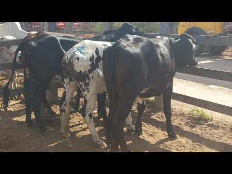 Feira de gado .NOVILHAS pra leite em Dois Riachos Alagoas 30/09/26#nordeste