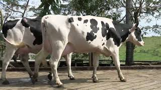 Vídeo 19 - 1º LEILÃO ANUAL SITIO TIMOTEO | VACAS 3/4 E 7/8