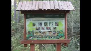 preview picture of video 'Krzemianka Nature Reserve in Knyszyńska Forest.'