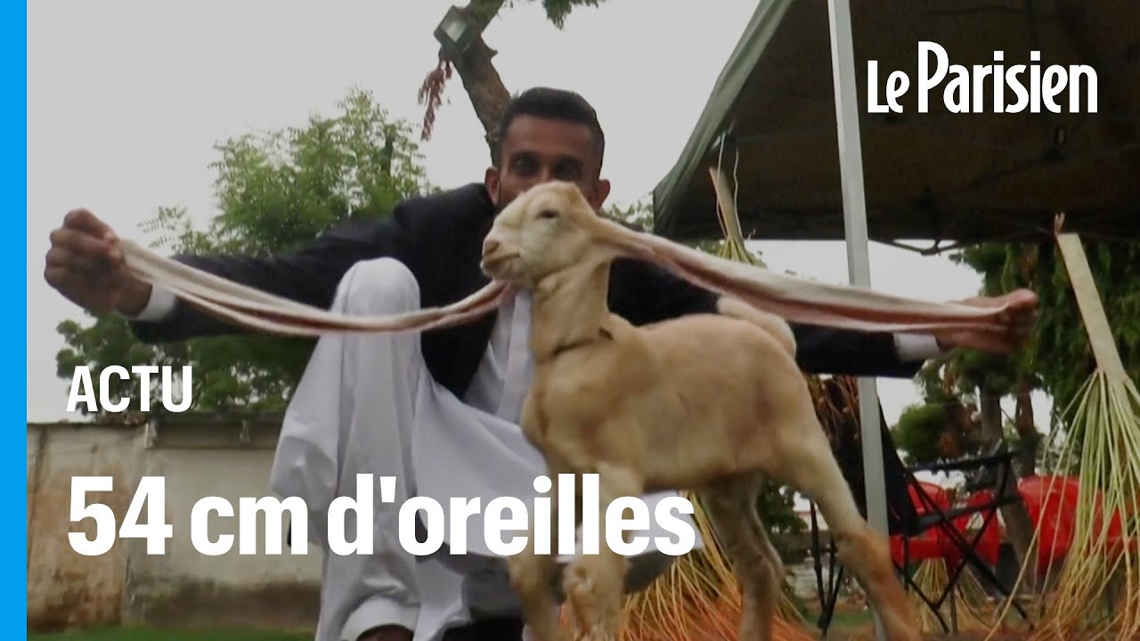 Avec ses oreilles de 54 cm de long, ce chevreau fascine le Pakistan (et le monde)