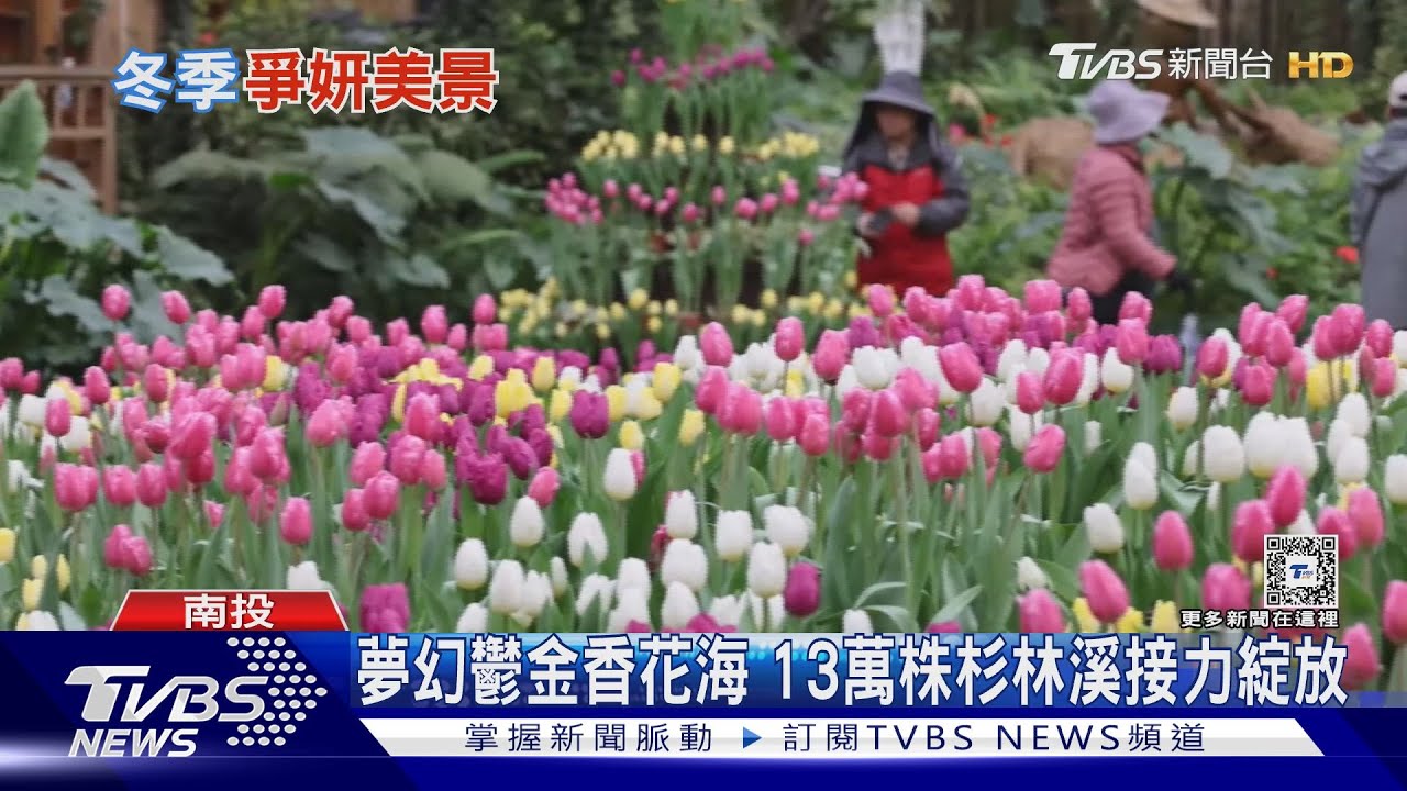 杉林溪鬱金香、角板山梅花 冬季限定美景