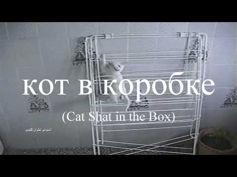 CAT SHAT IN THE BOX - Music by Josh PAN  #cats #chats_drôles #قطط