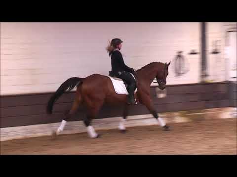 Calimero 3j. v. Cellestial  VB 15.000,- Euro