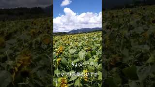 【宮崎】西都原古墳群のちょっと元気のなくなったヒマワリに癒される動画#shorts