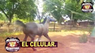 CORRIDO DEL CELULAR-GRUPO LABERINTO. PELAVACAS PROMOTIONS.