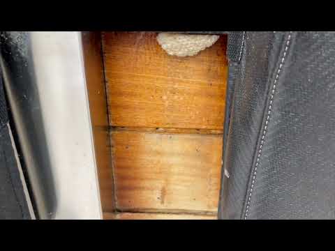 Couple of Yellow Jackets Building Their Nest in Cream Ridge, NJ