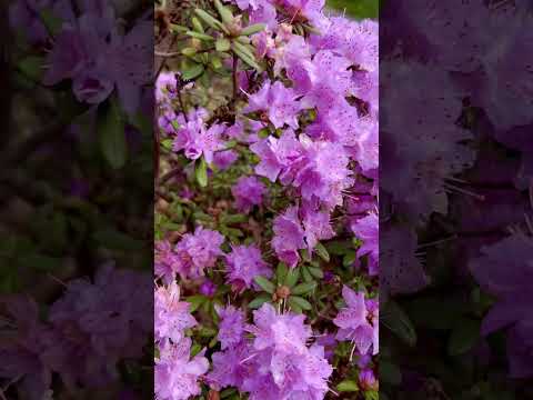 #432 | #LikeUniverse #Flowers #Kadir