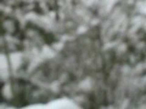 Sadahzinia - Petranasa