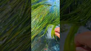 Download lagu fotografi seluler Angin sepoi-sepoi, awan cerah, gunung hijau, dan pemandangan indah #shorts mp3