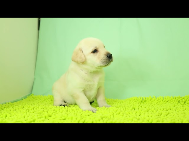 ブリーダー/ショップマロニエケンネル　MARRONNIER KENNELのラブラドール・レトリーバーで番号が2908です