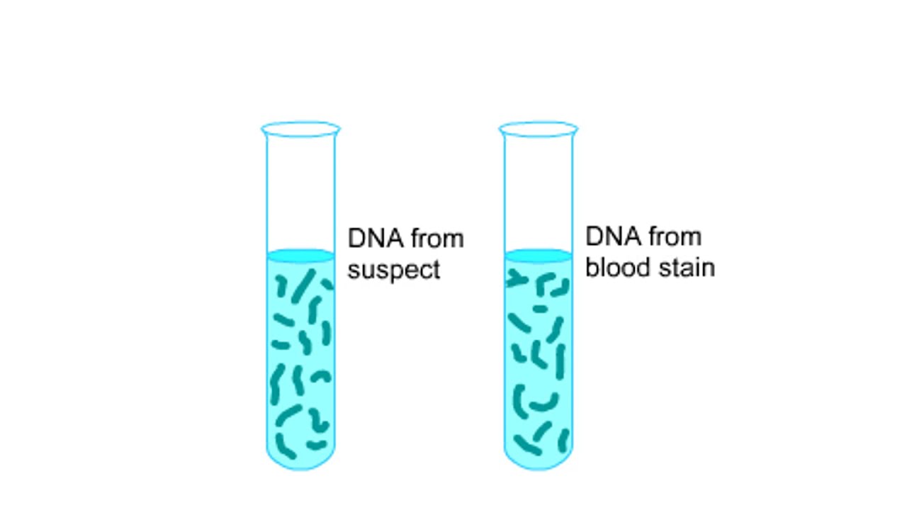 DNA fingerprinting Animation