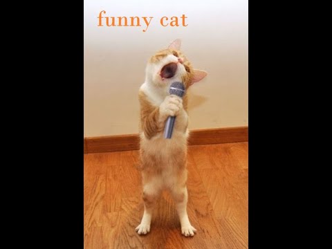 Cute Pets And Funny Animals Compilation #4   Pets Garden