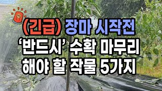 (긴급) 장마 시작 전 반드시 수확 마무리 해야 하는 작물 5가지