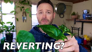 How to Stop Syngonium Variegatua Reverting | Variegated Arrow Head Vine