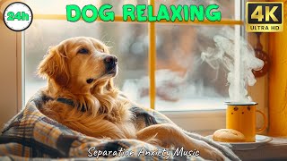 DOG TV: The Best 24 Hours of Soothing Music for Anxious Dog When Home Alone -Video Entertain for Dog